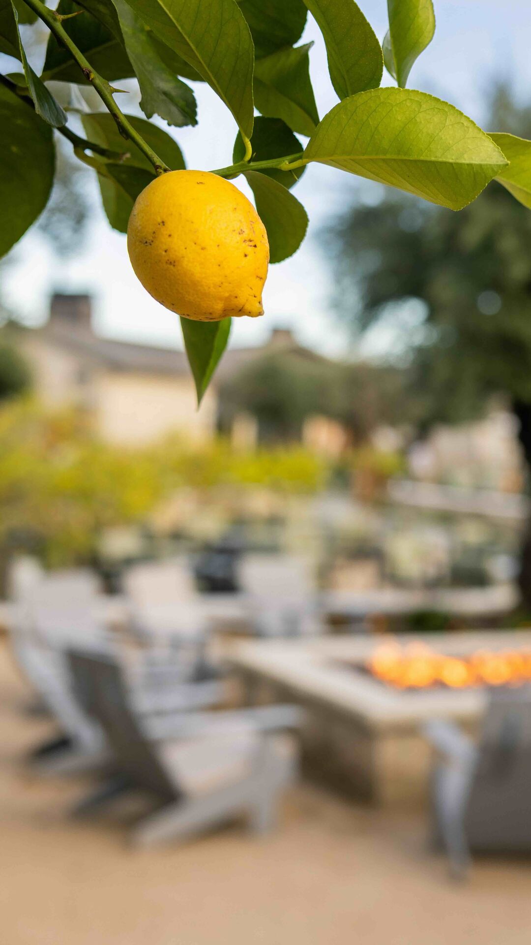 Italian Limoncello Making