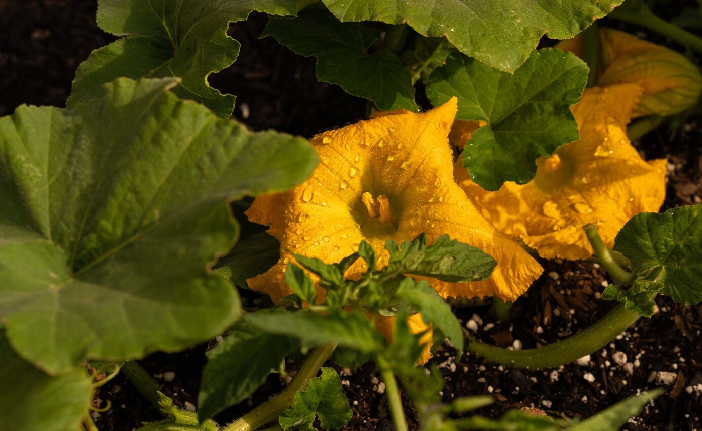 easter in healdsburg