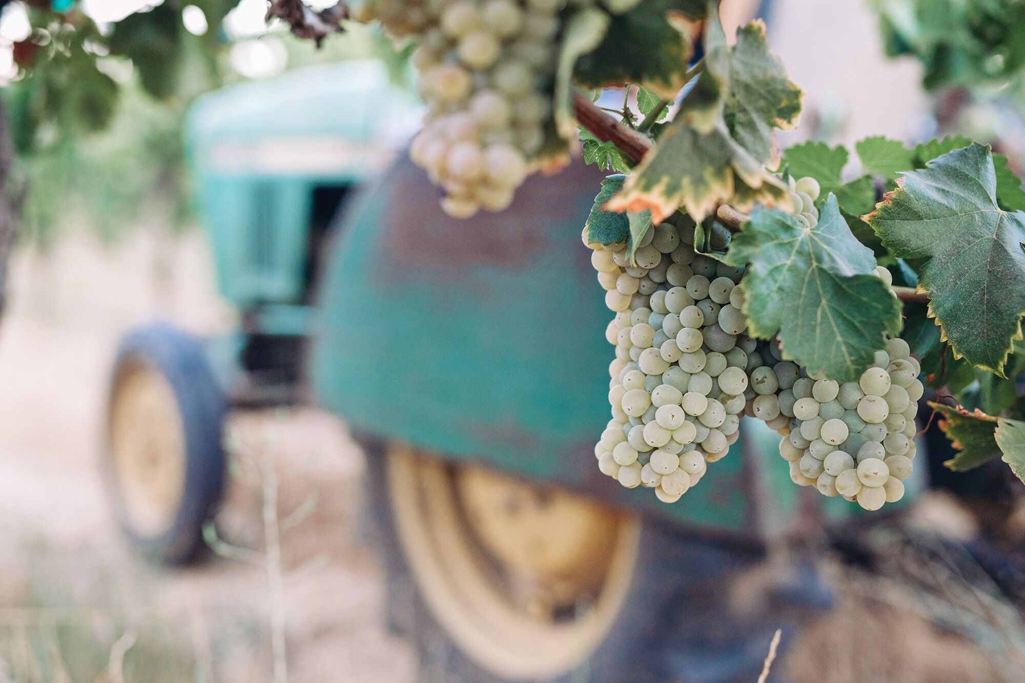 harvest in lodi