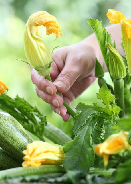 Charlie Palmer hands harvesting zucchini blossoms in the garden at Appellation Petaluma in wine country