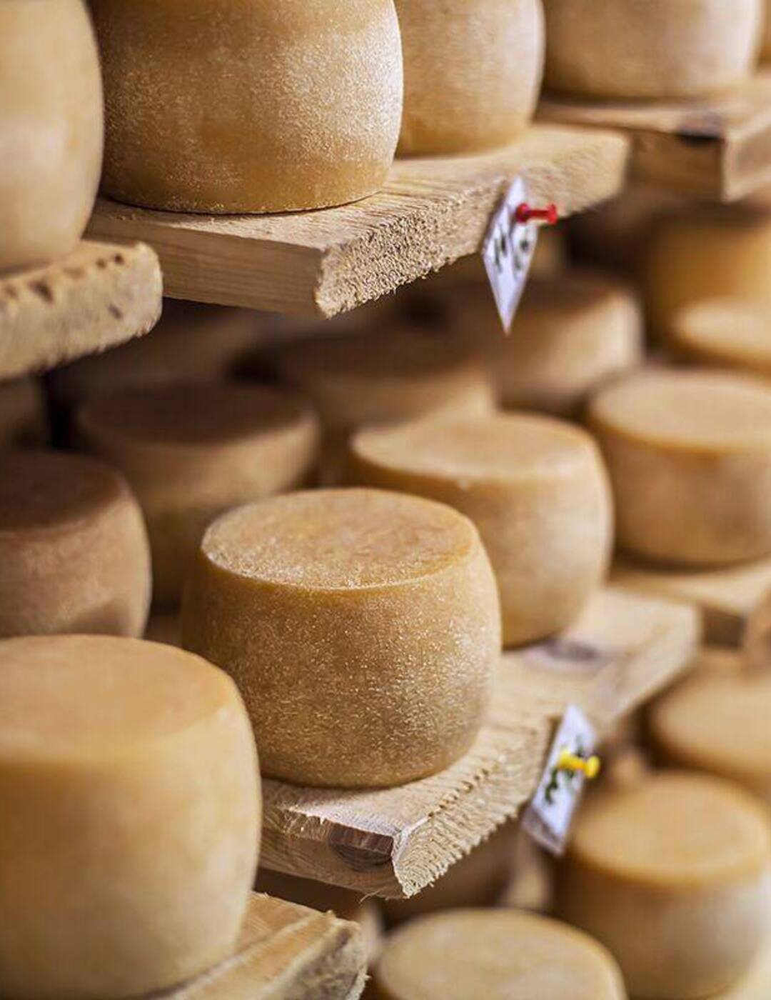 Charlie Palmer wheels of aging artisan cheese in a cellar near Appellation Petaluma in Sonoma County wine country